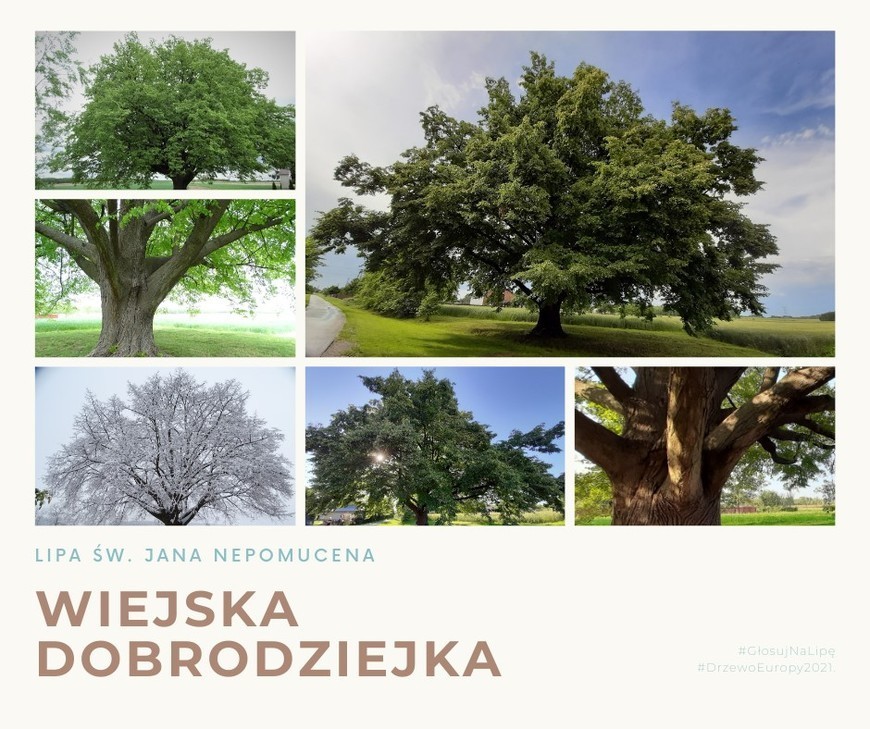 Kolaż zdjęć drzewa. Lipa zaprezentowana jest w różnych porach roku.