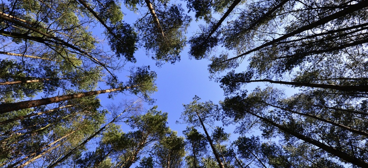 Wysokie drzewa. Widok od dołu do góry w stronę nieba.